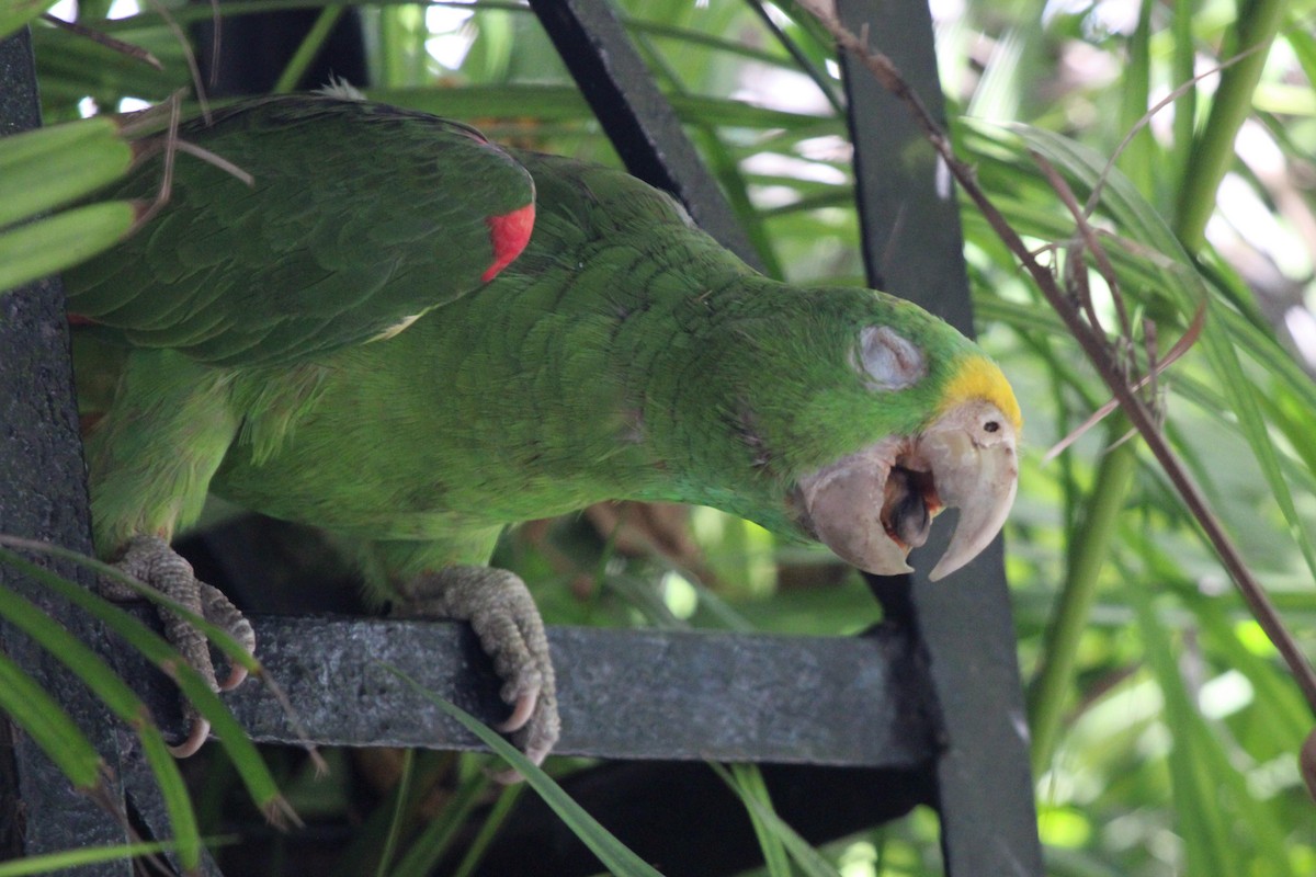 Yellow-crowned Parrot - Janet Washbon