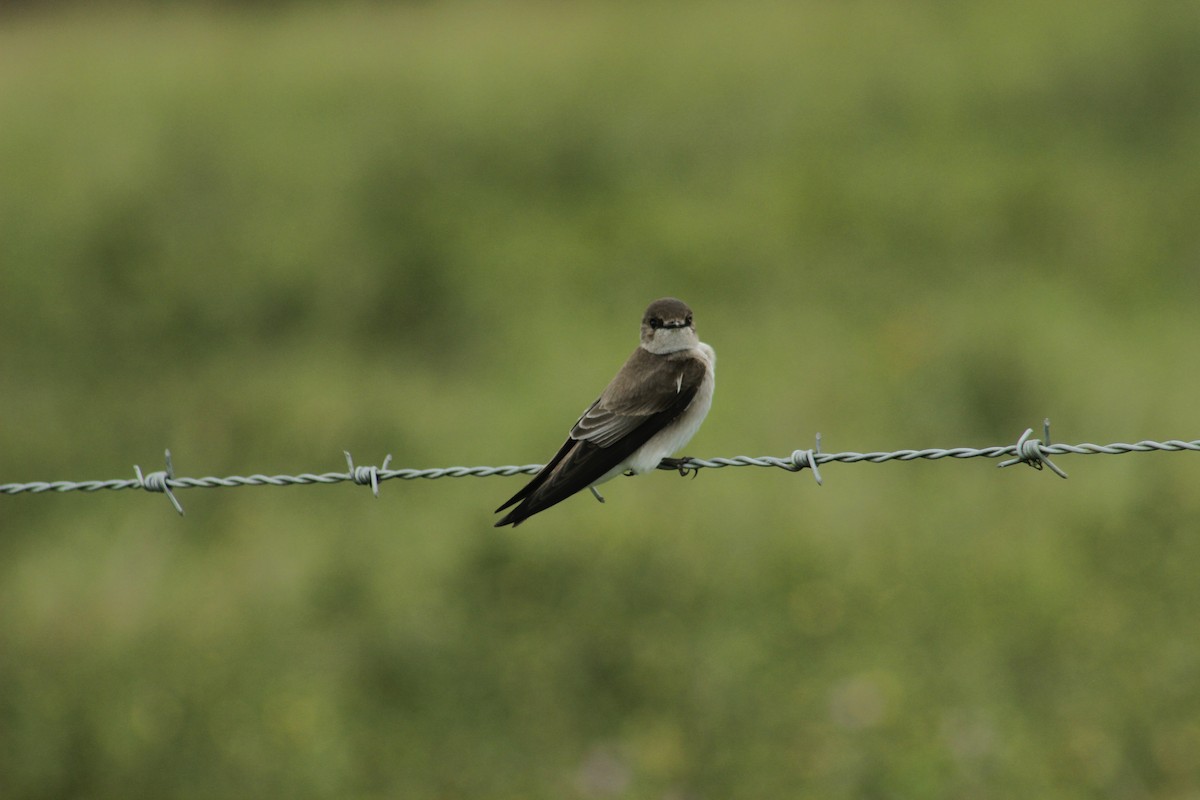 Northern Rough-winged Swallow - ML199877971