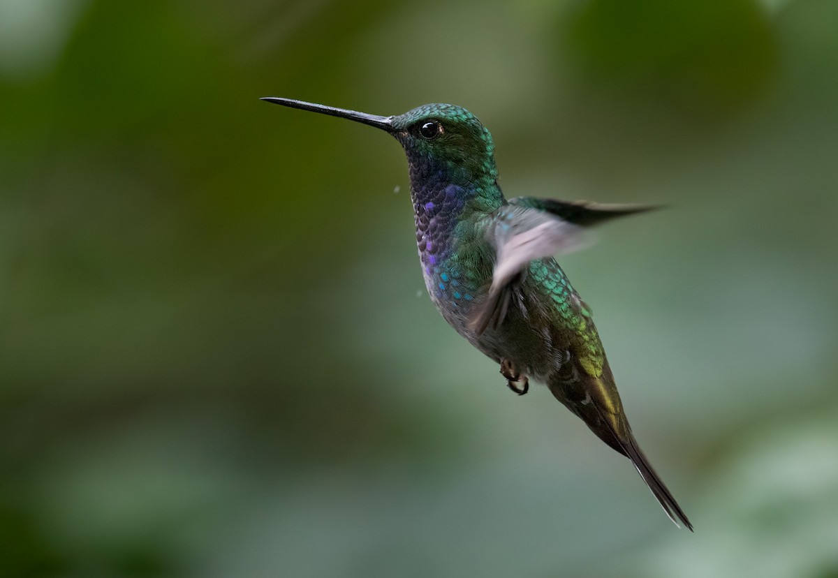 kolibřík zelenohřbetý - ML199883281