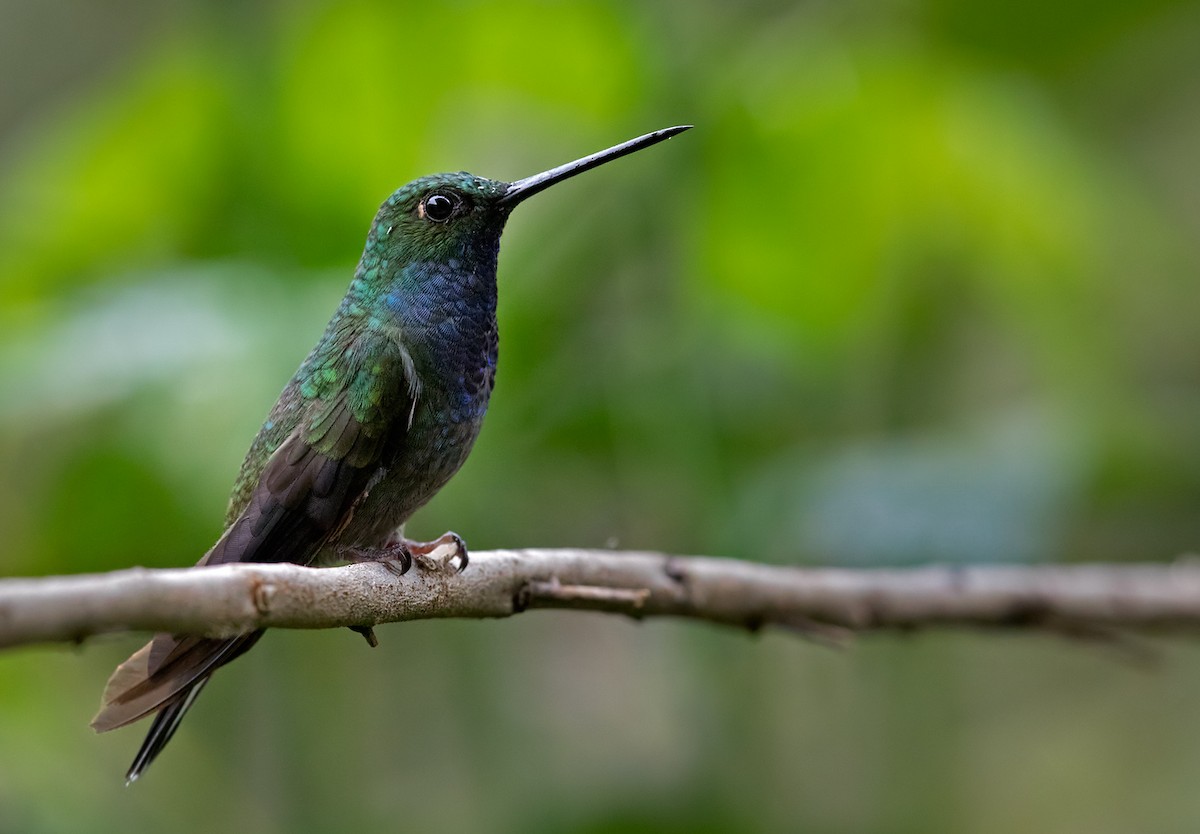 kolibřík zelenohřbetý - ML199883291