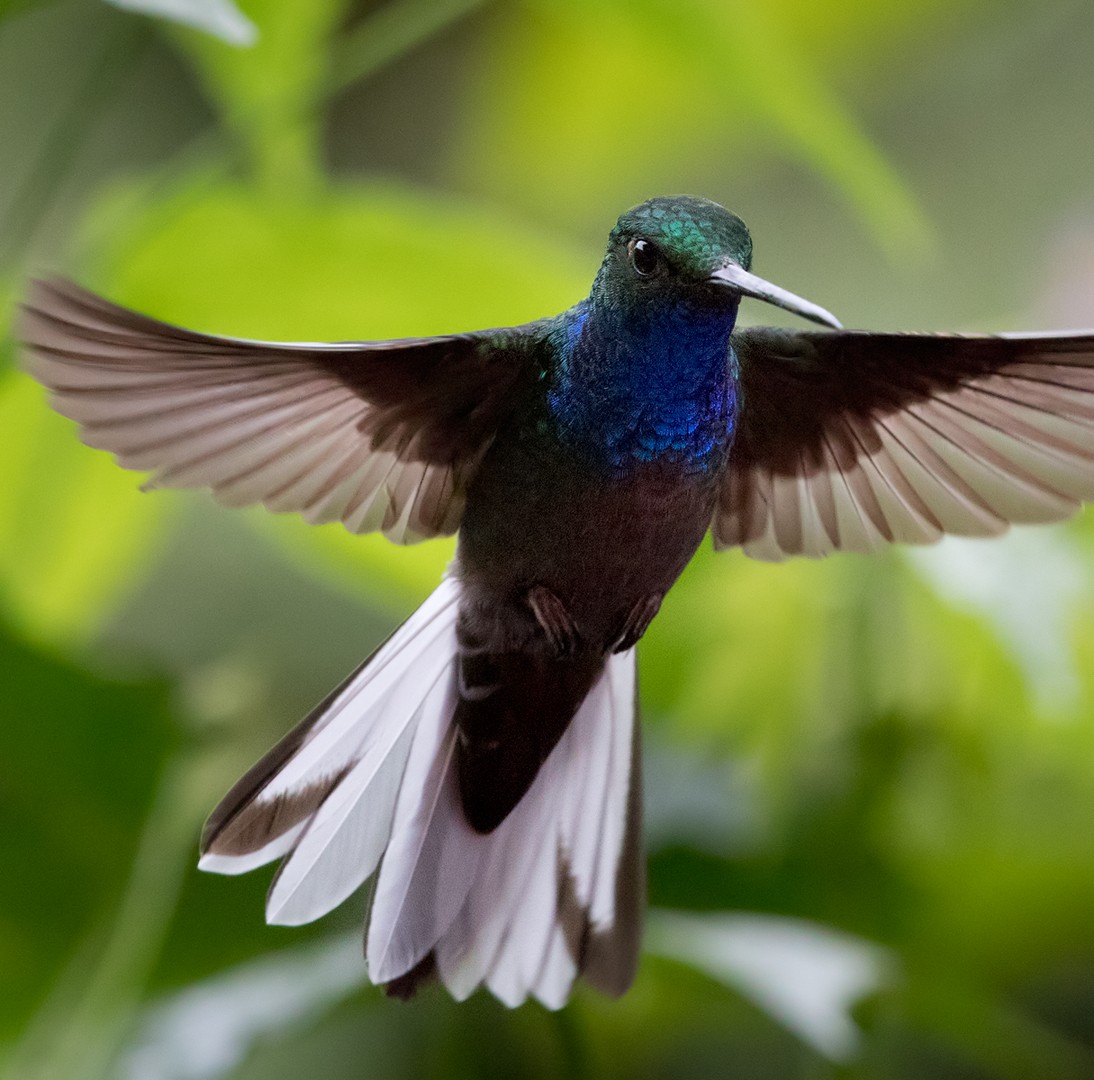 kolibřík zelenohřbetý - ML199883311