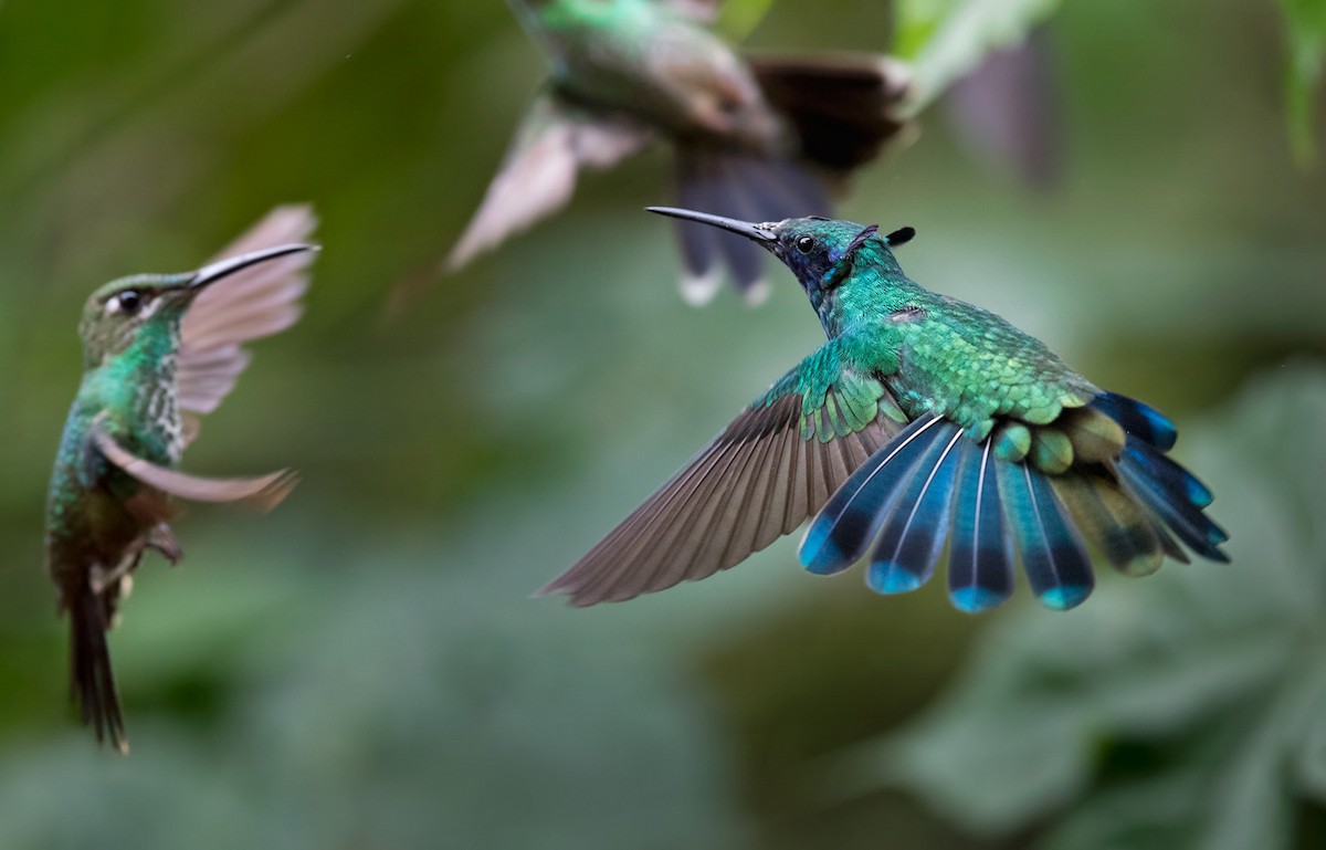 kolibřík modrolící - ML199883351