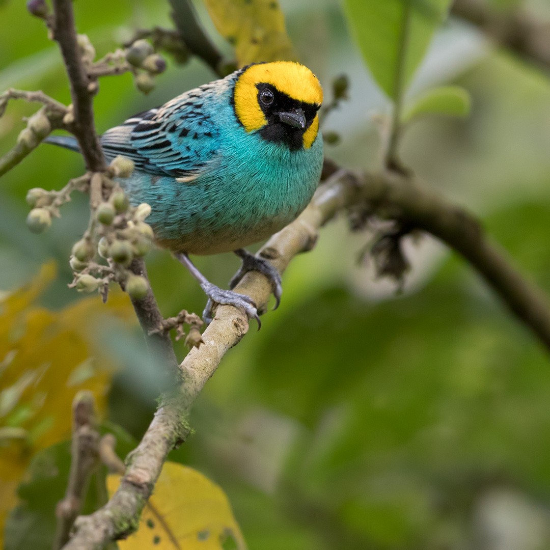 Saffron-crowned Tanager - Lars Petersson | My World of Bird Photography