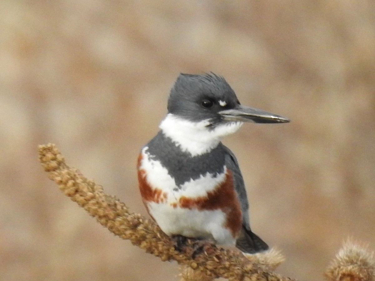 Belted Kingfisher - ML199883801