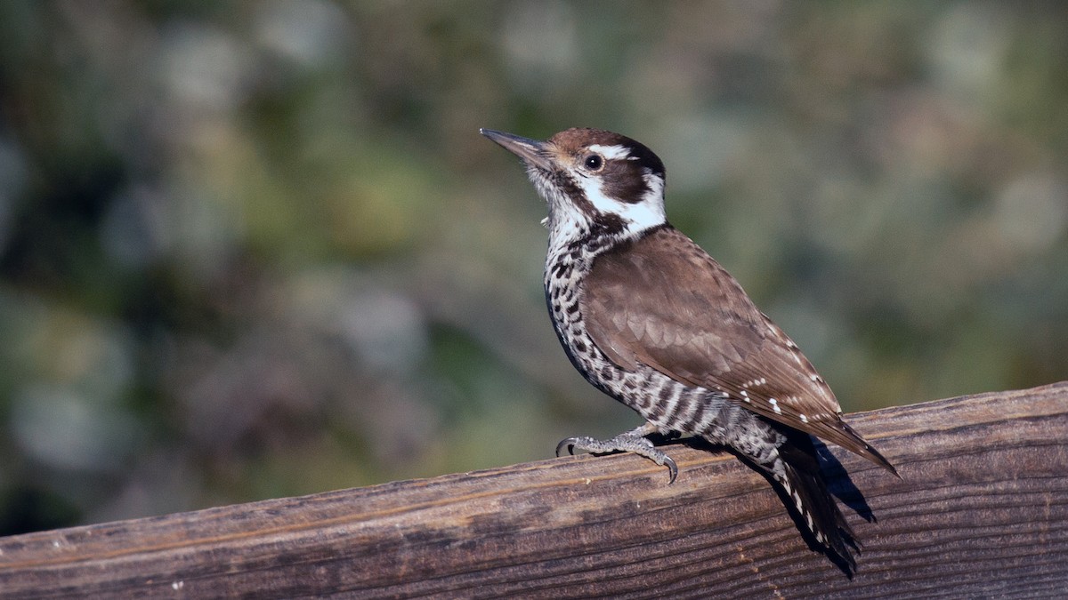 Arizona Woodpecker - ML199891061