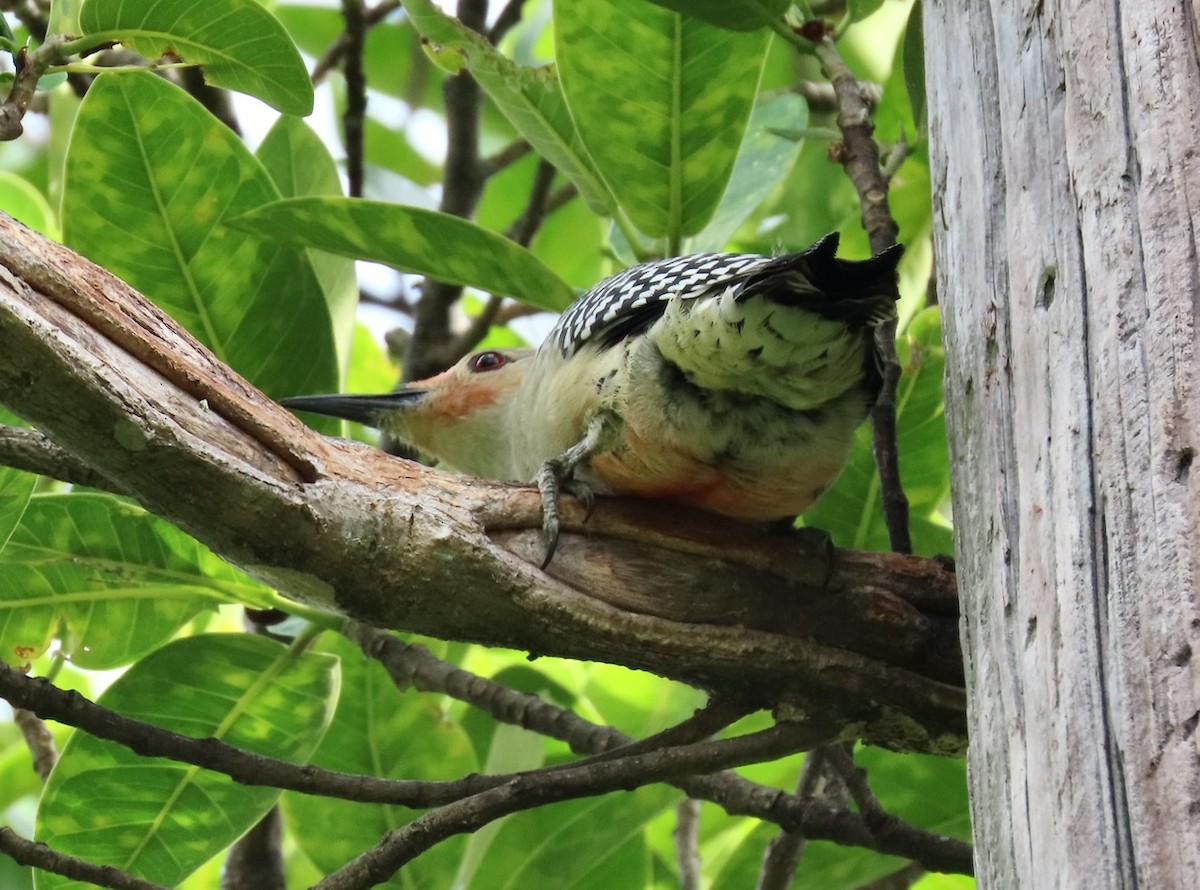 Red-bellied Woodpecker - Gael Silverblatt