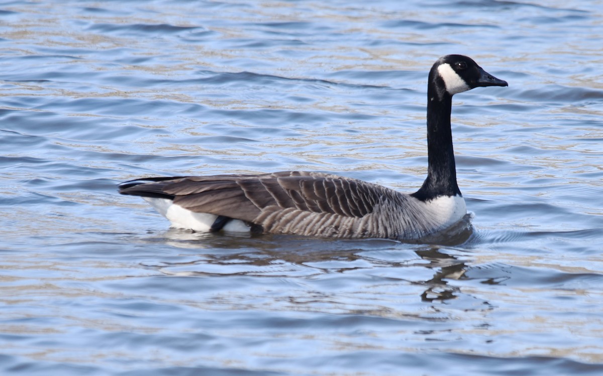 eBird Checklist 17 Jan 2020 Stumpy Lake Natural Area 30 species