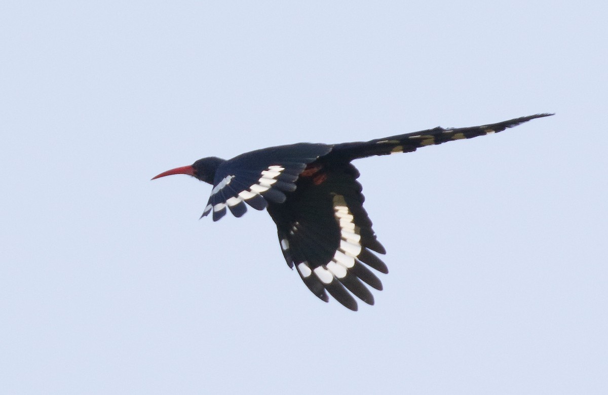 Green Woodhoopoe - Dave Curtis
