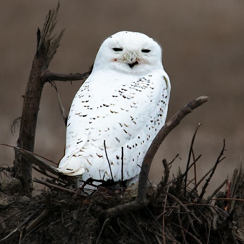 Snowy Owl - ML199901771