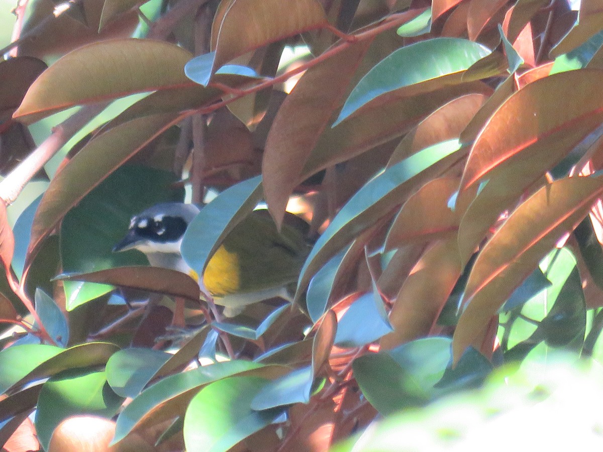 Gray-crowned Palm-Tanager - Howard Laidlaw
