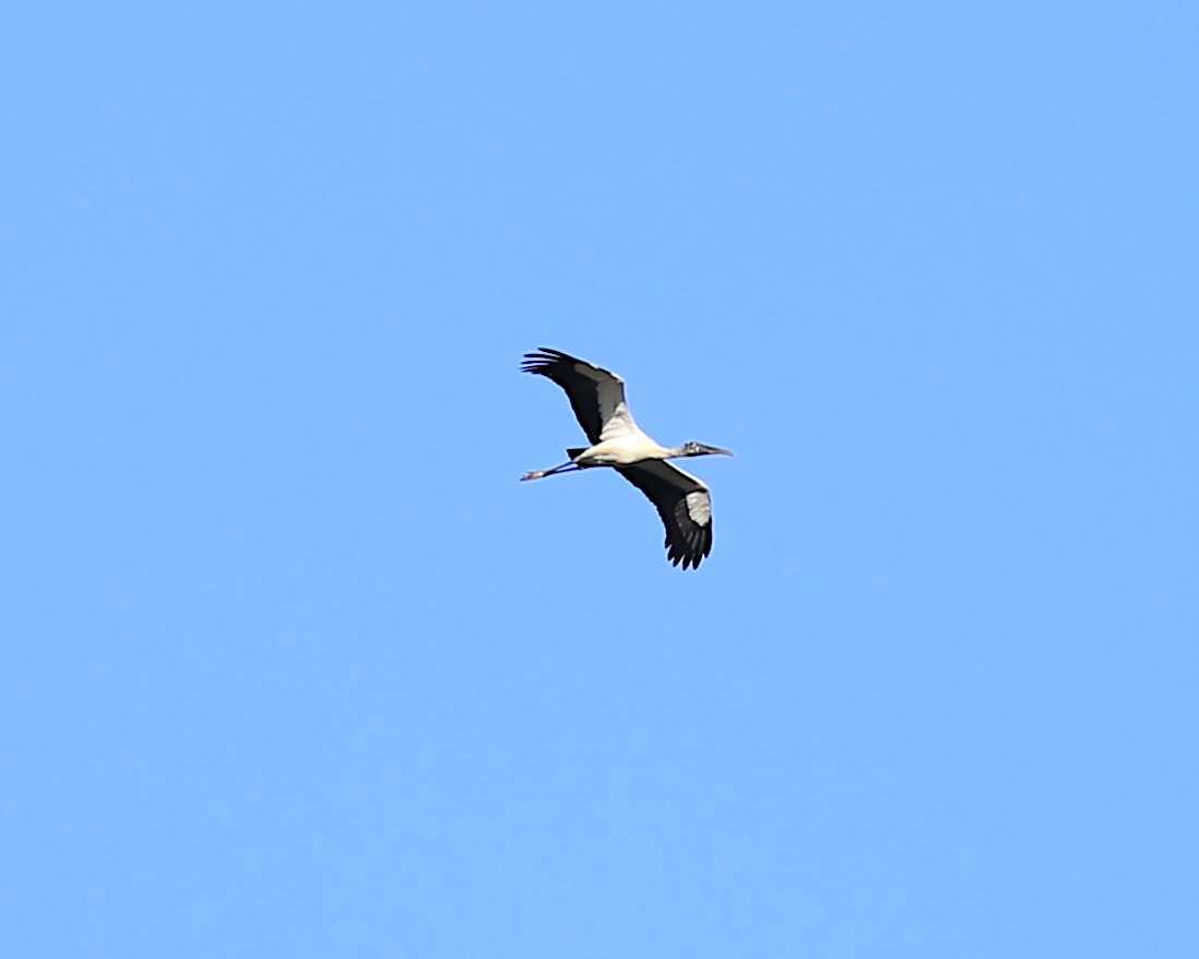 Wood Stork - ML199905141