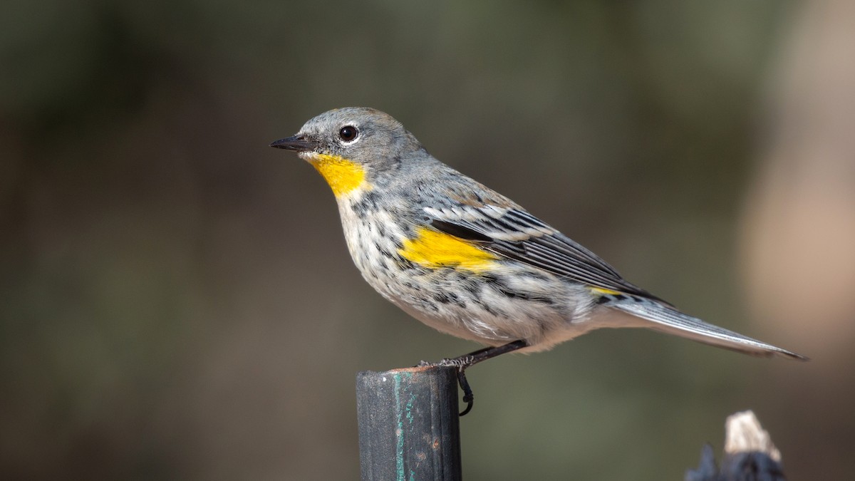 Yellow-rumped Warbler (Audubon's) - Jim Gain