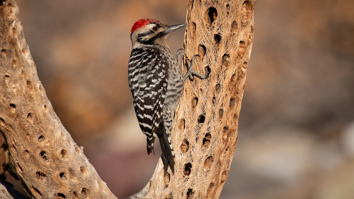 Ladder-backed Woodpecker - Jim Gain