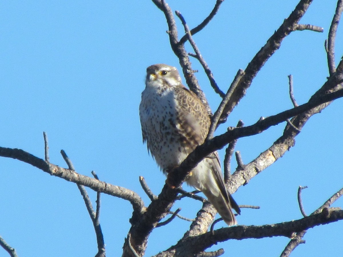Prairie Falcon - Tanja Britton