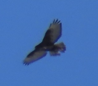 Red-tailed Hawk (Harlan's) - ML199910891