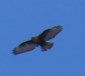 Red-tailed Hawk (Harlan's) - ML199910901