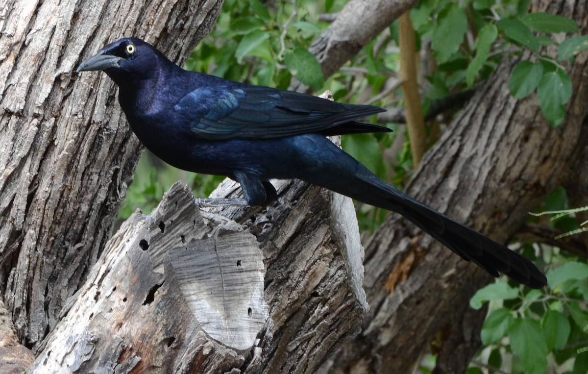 Great-tailed Grackle - ML199915951