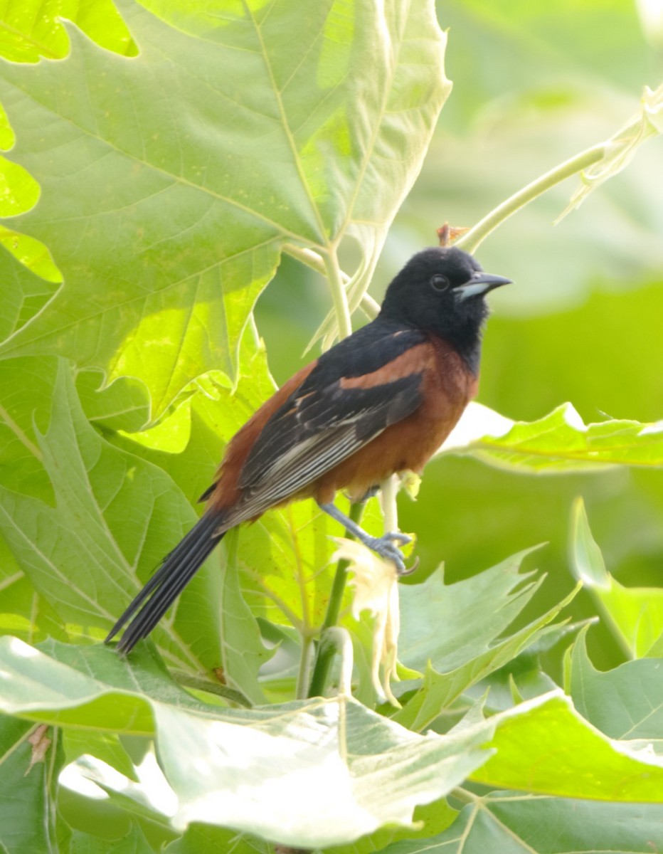 Orchard Oriole - ML199917081