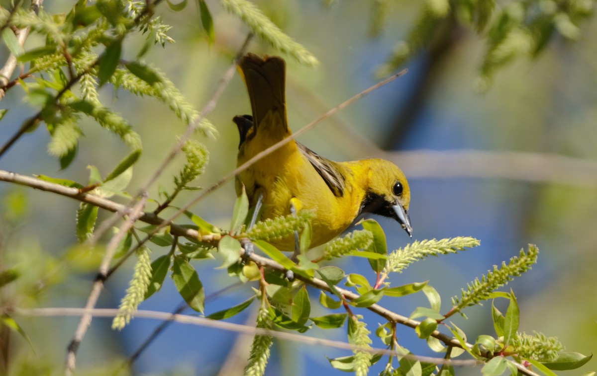 Orchard Oriole - ML199918651