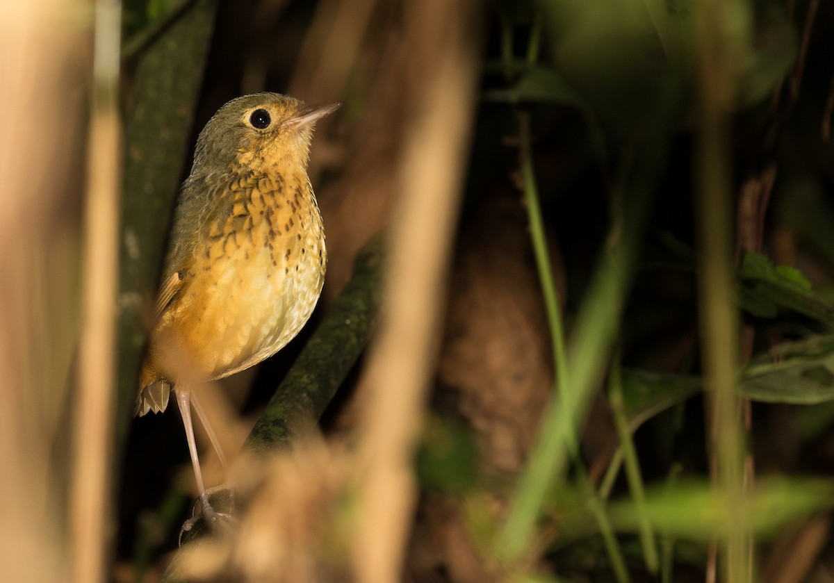 Speckle-breasted Antpitta - ML199919661