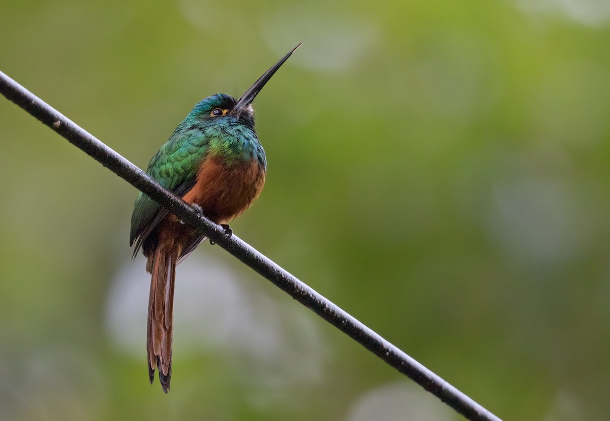 Coppery-chested Jacamar - Lars Petersson | My World of Bird Photography