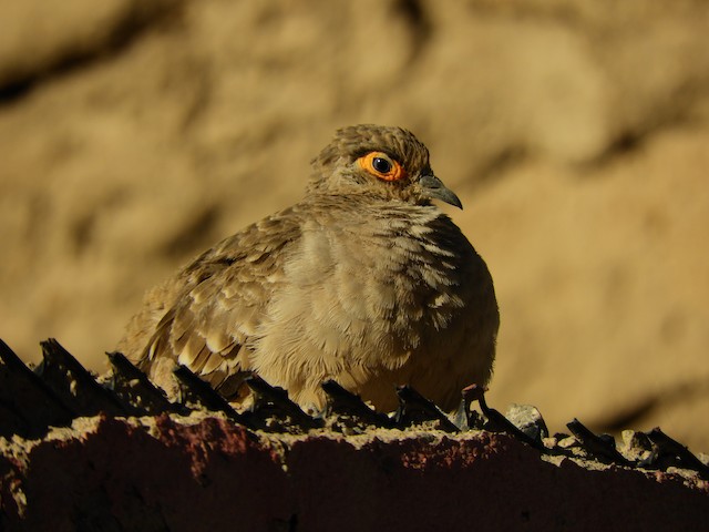 Bare-faced Ground Dove