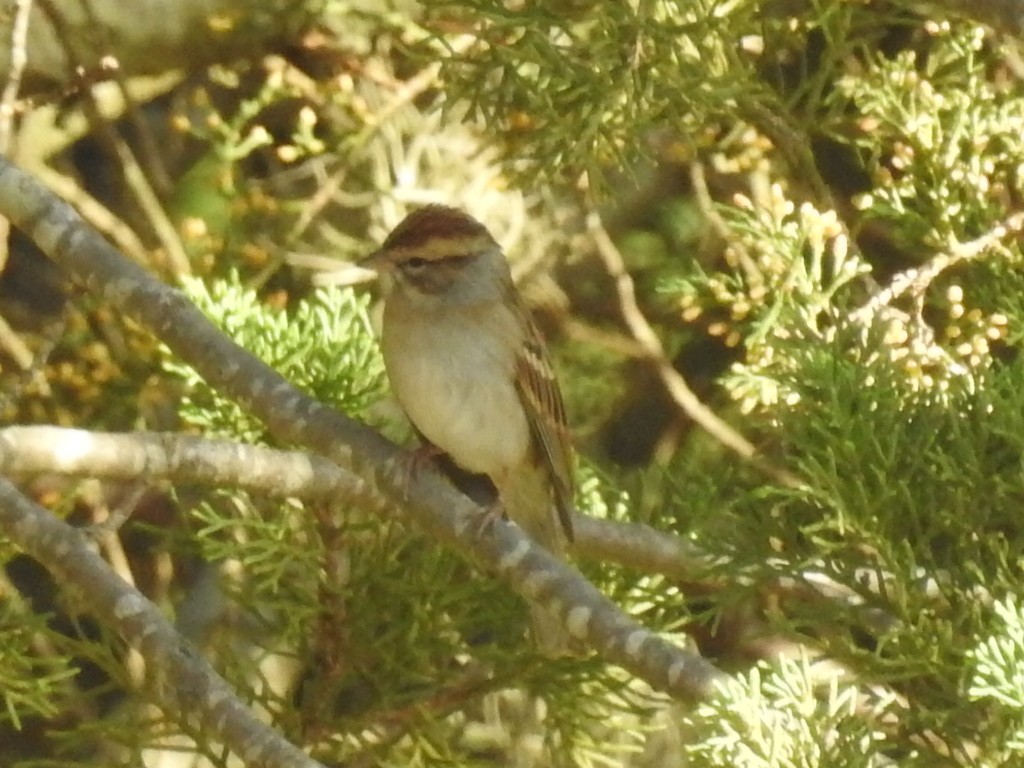 Chipping Sparrow - ML199933791