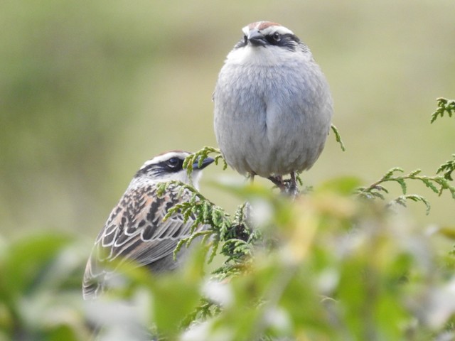 Dorsal (left) and frontal view (right). - Striped Sparrow - 