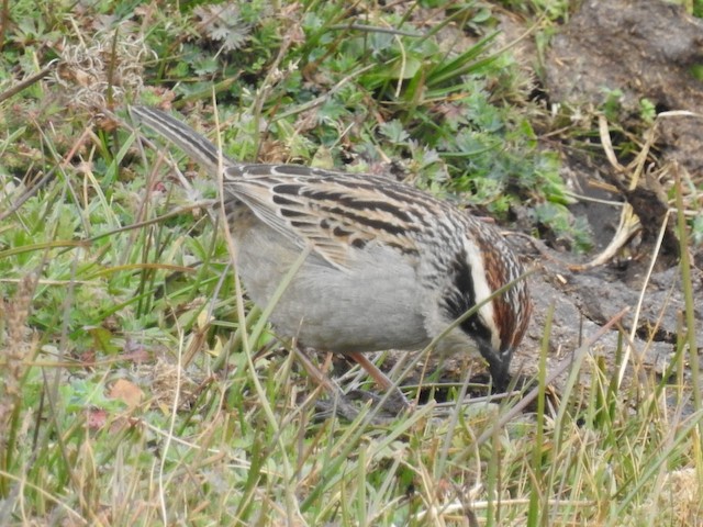 Dorsal view. - Striped Sparrow - 