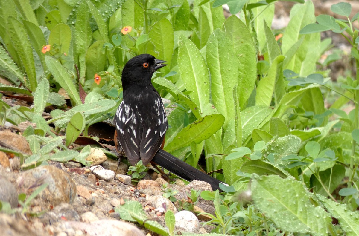 Spotted Towhee - Barbara Wise