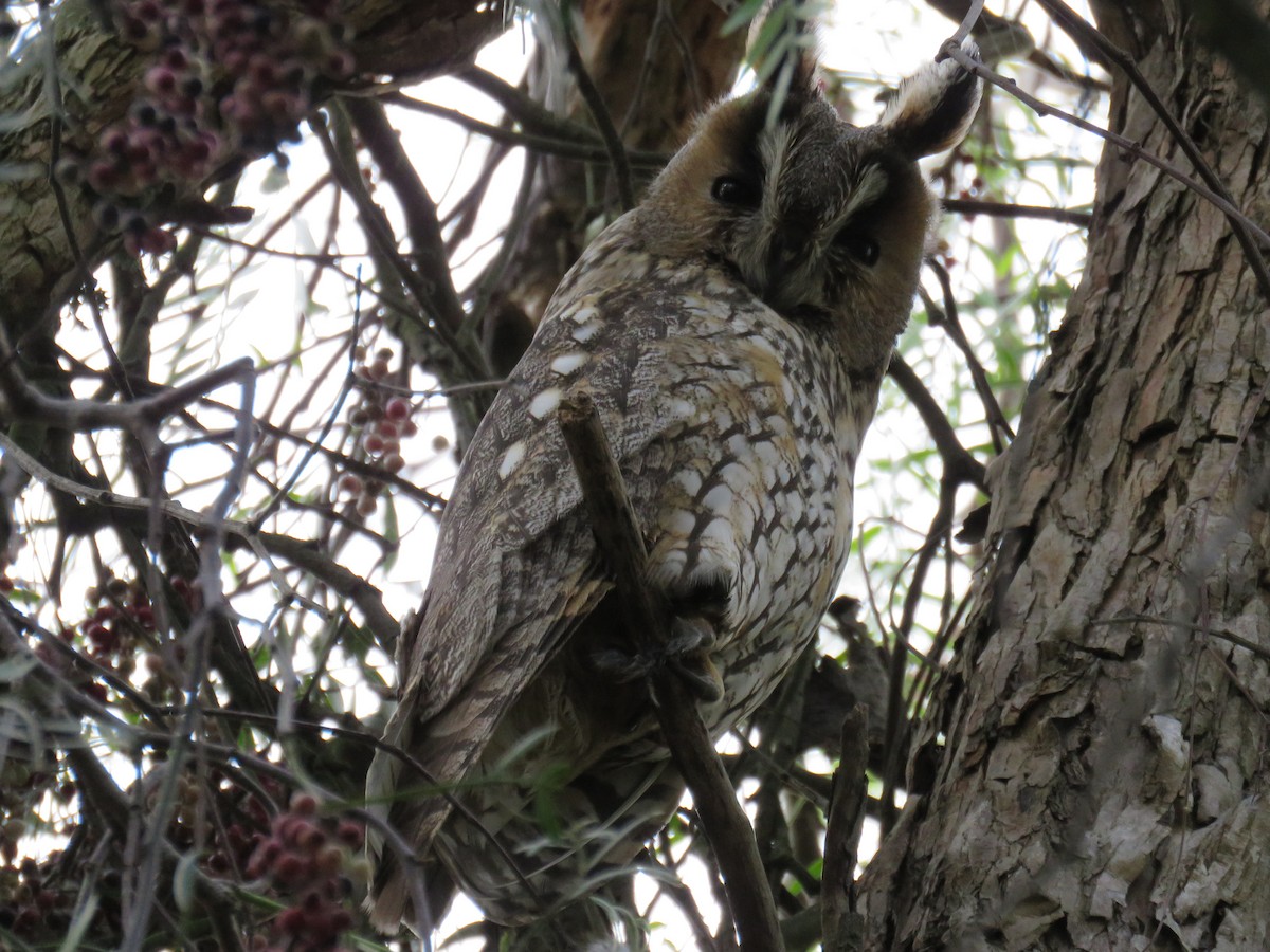 Long-eared Owl - M Sá & J Teixeira