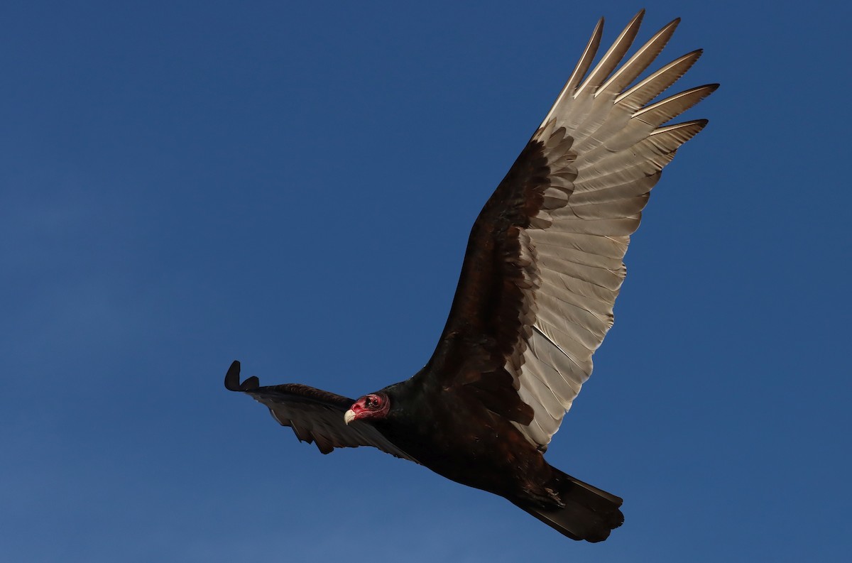 Turkey Vulture - Steve Tucker