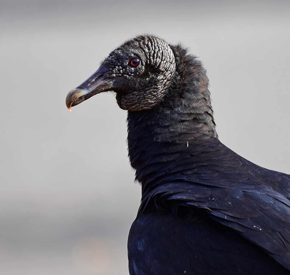 Black Vulture - Brenton Mundt