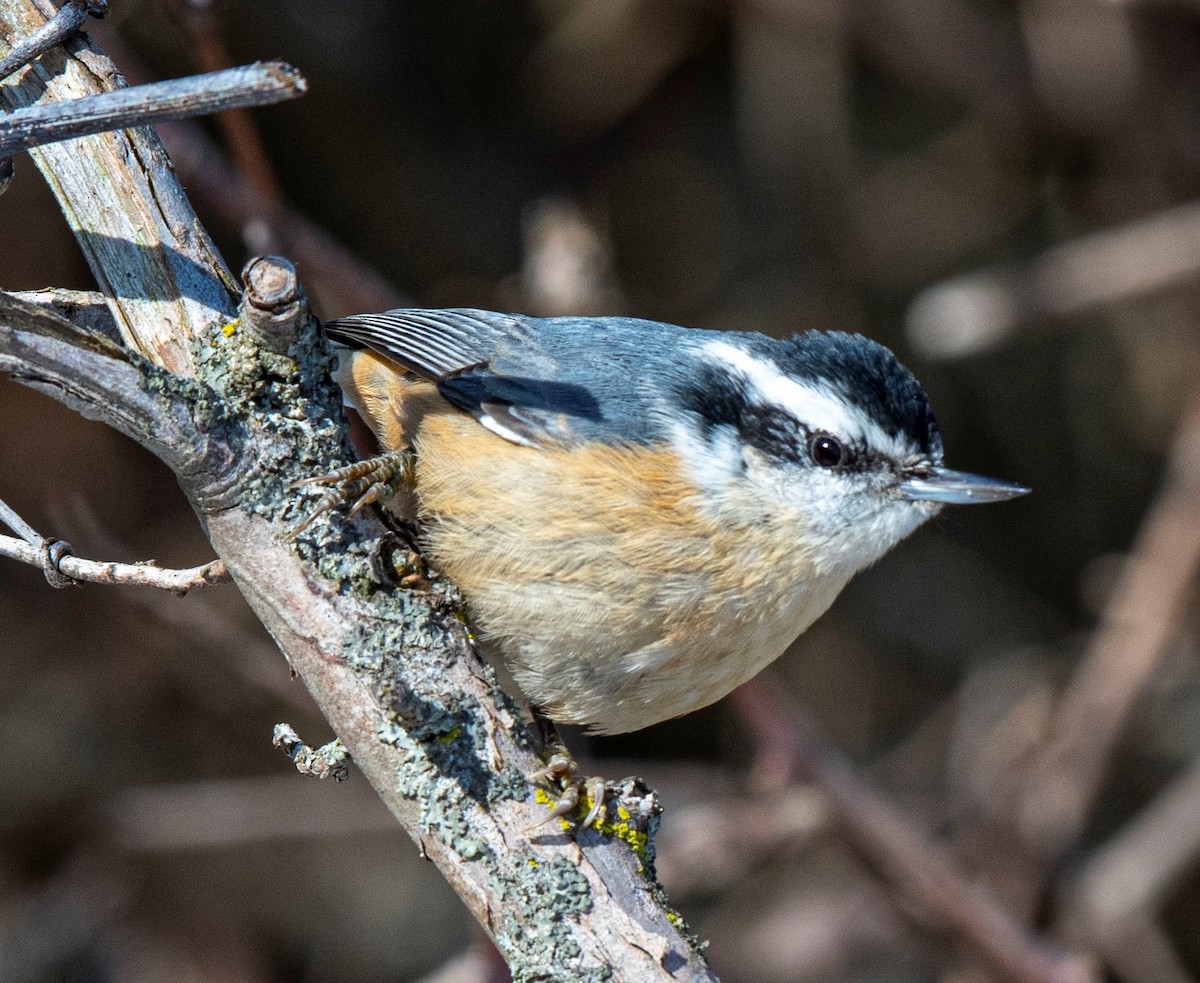 Red-breasted Nuthatch - ML199948591