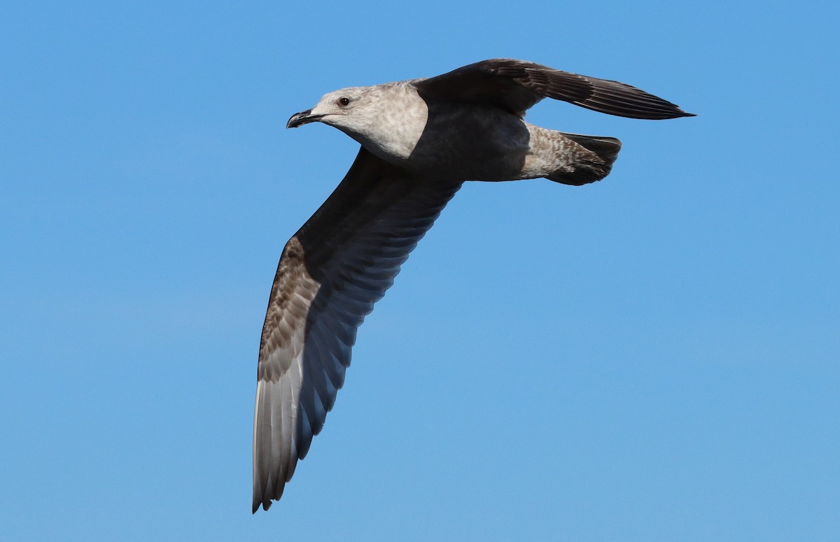 Herring x Glaucous-winged Gull (hybrid) - ML199949601