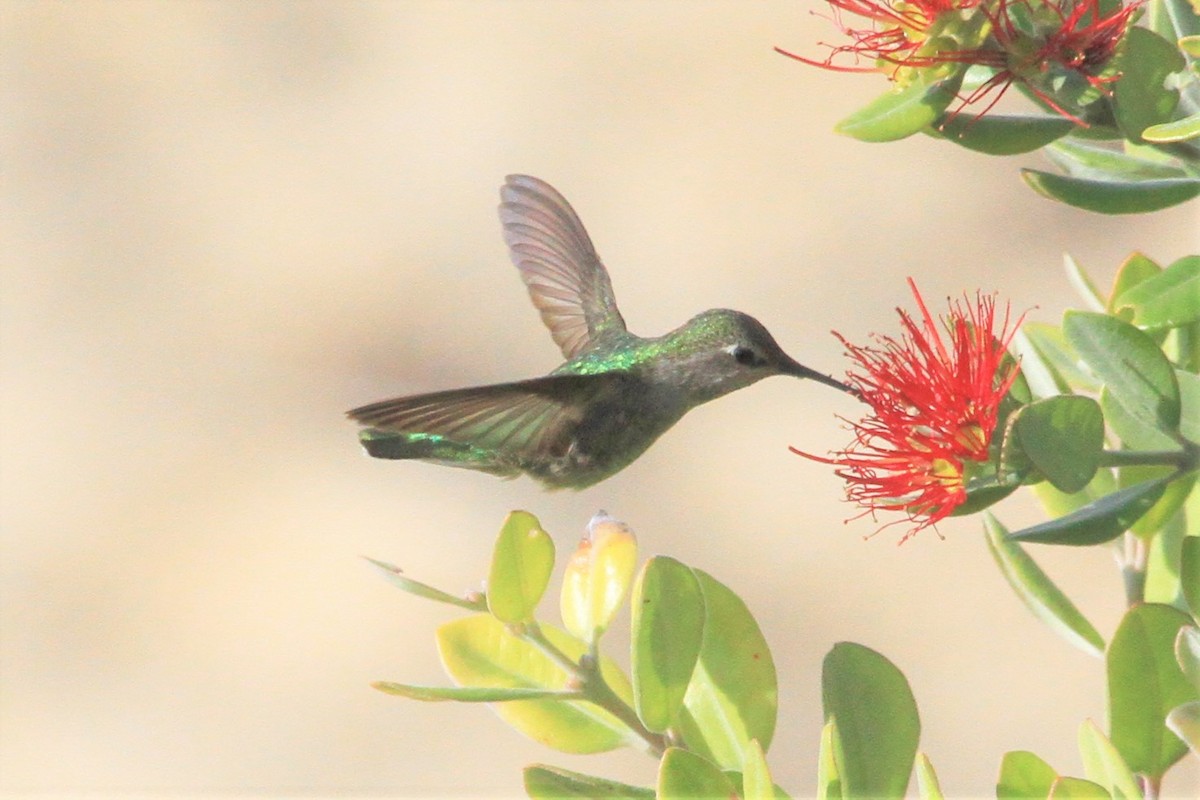 Anna's Hummingbird - ML199953361