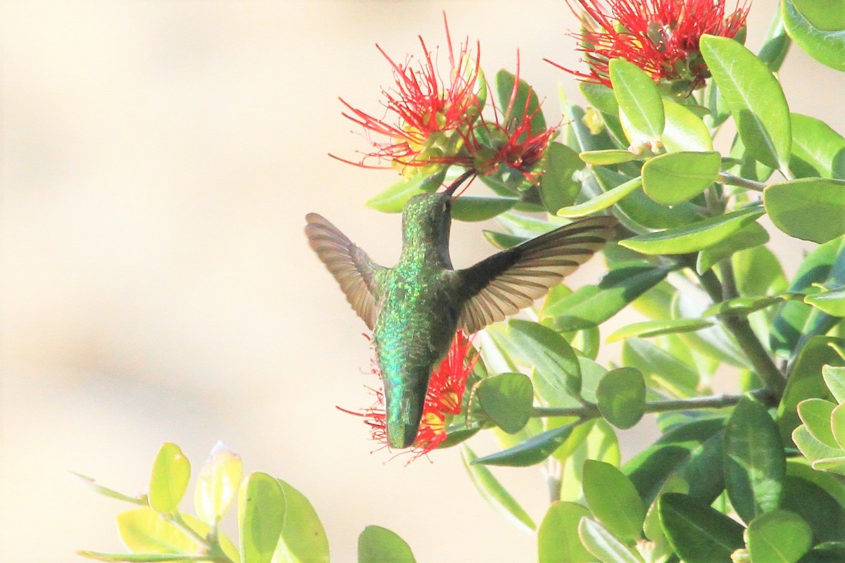 Anna's Hummingbird - ML199953371