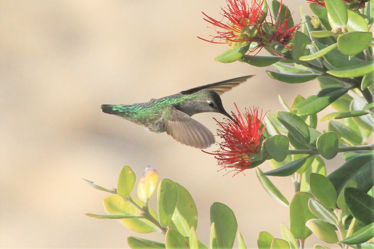 Anna's Hummingbird - ML199953381