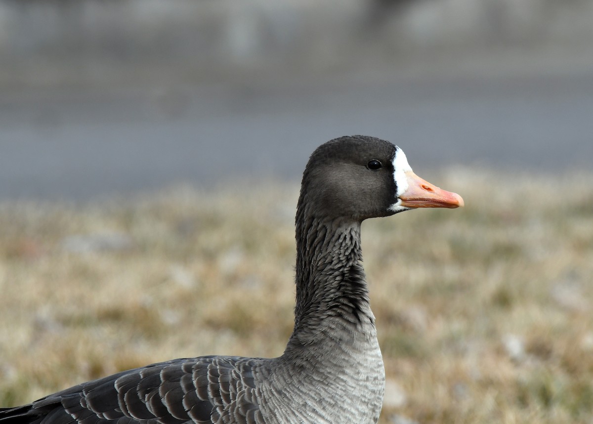 Greater White-fronted Goose - ML199953391