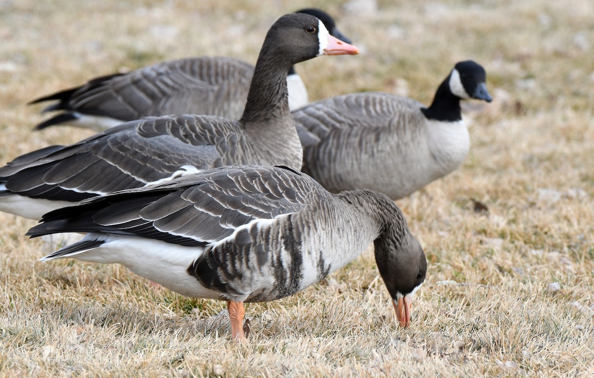 Greater White-fronted Goose - ML199953421