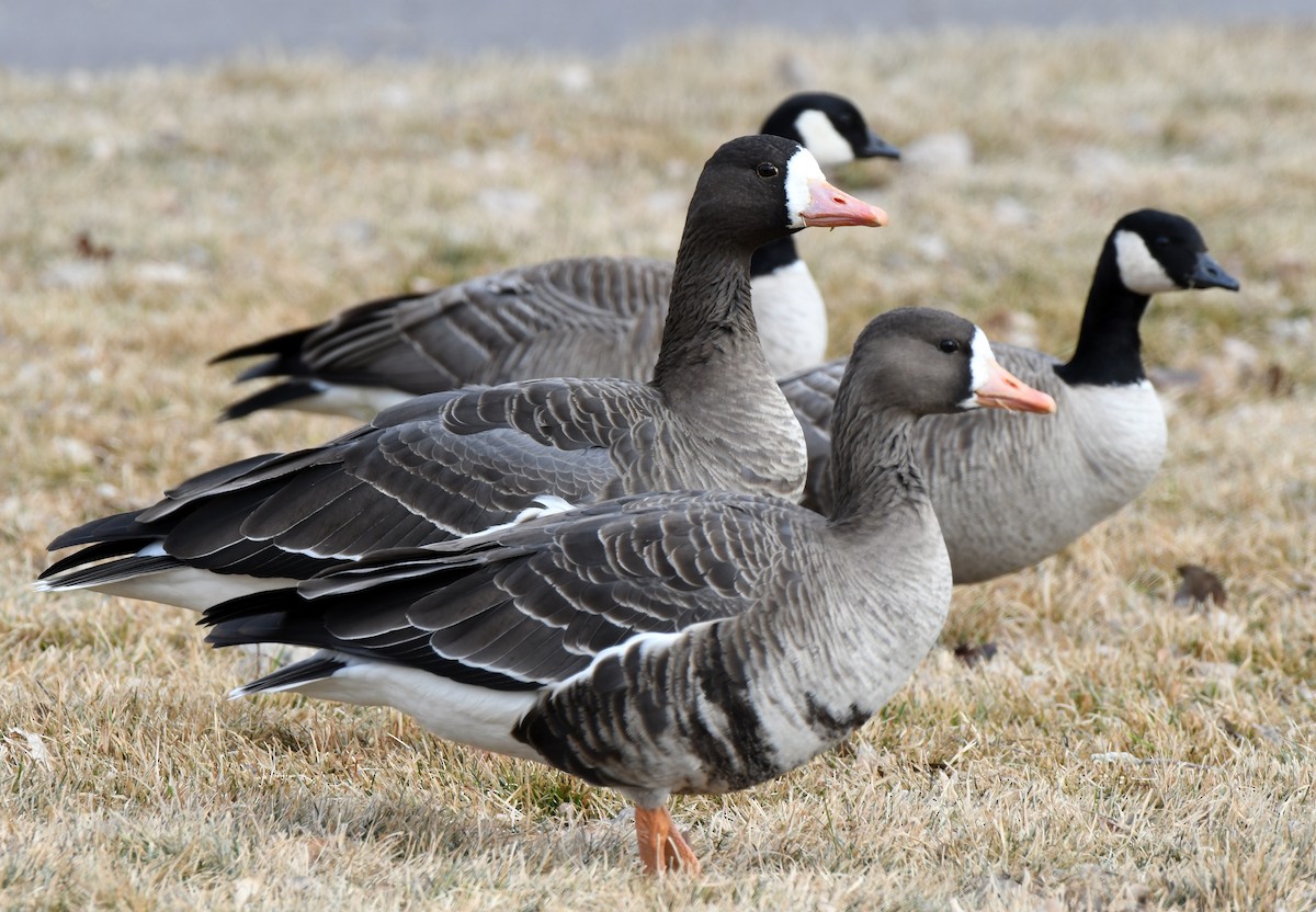 Greater White-fronted Goose - ML199953441