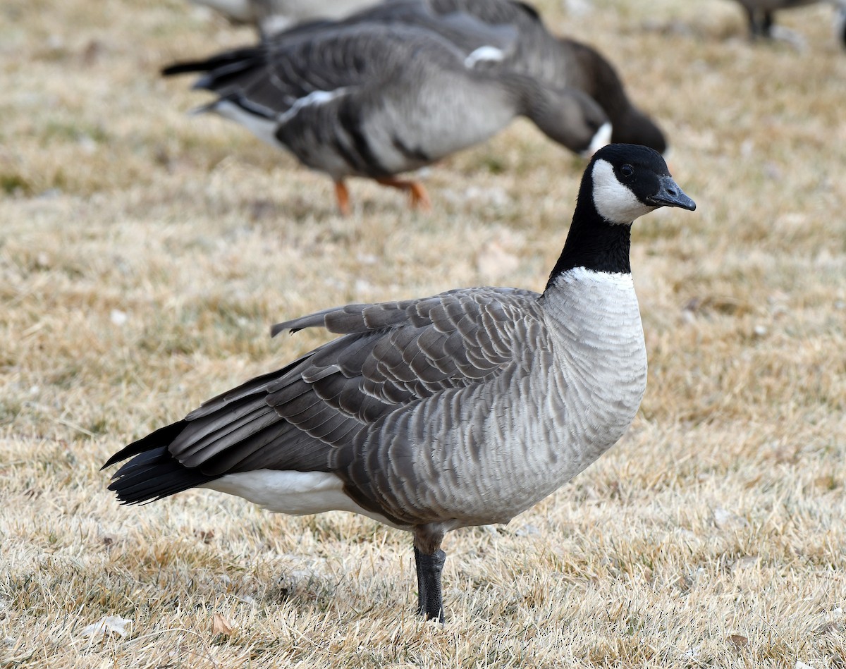 Cackling Goose (Richardson's) - Charles Hundertmark