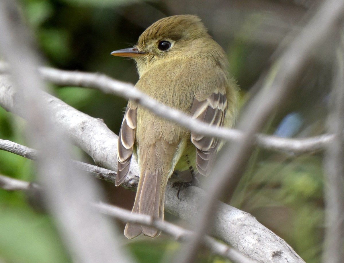Western Flycatcher (Pacific-slope) - Barbara Wise