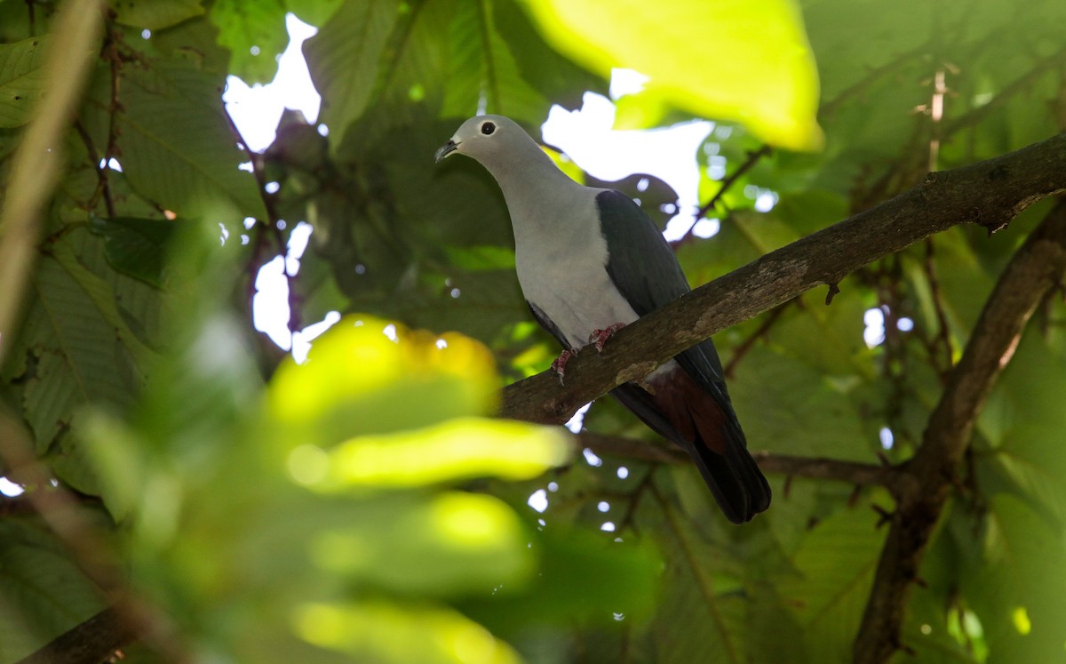 Island Imperial-Pigeon - ML199957461