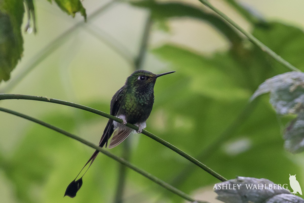 White-booted Racket-tail - Ashley Wahlberg (Tubbs)