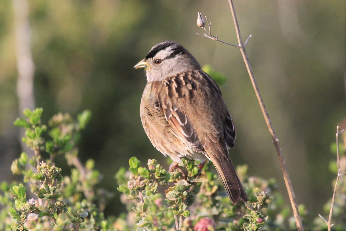 White-crowned Sparrow - ML199960451