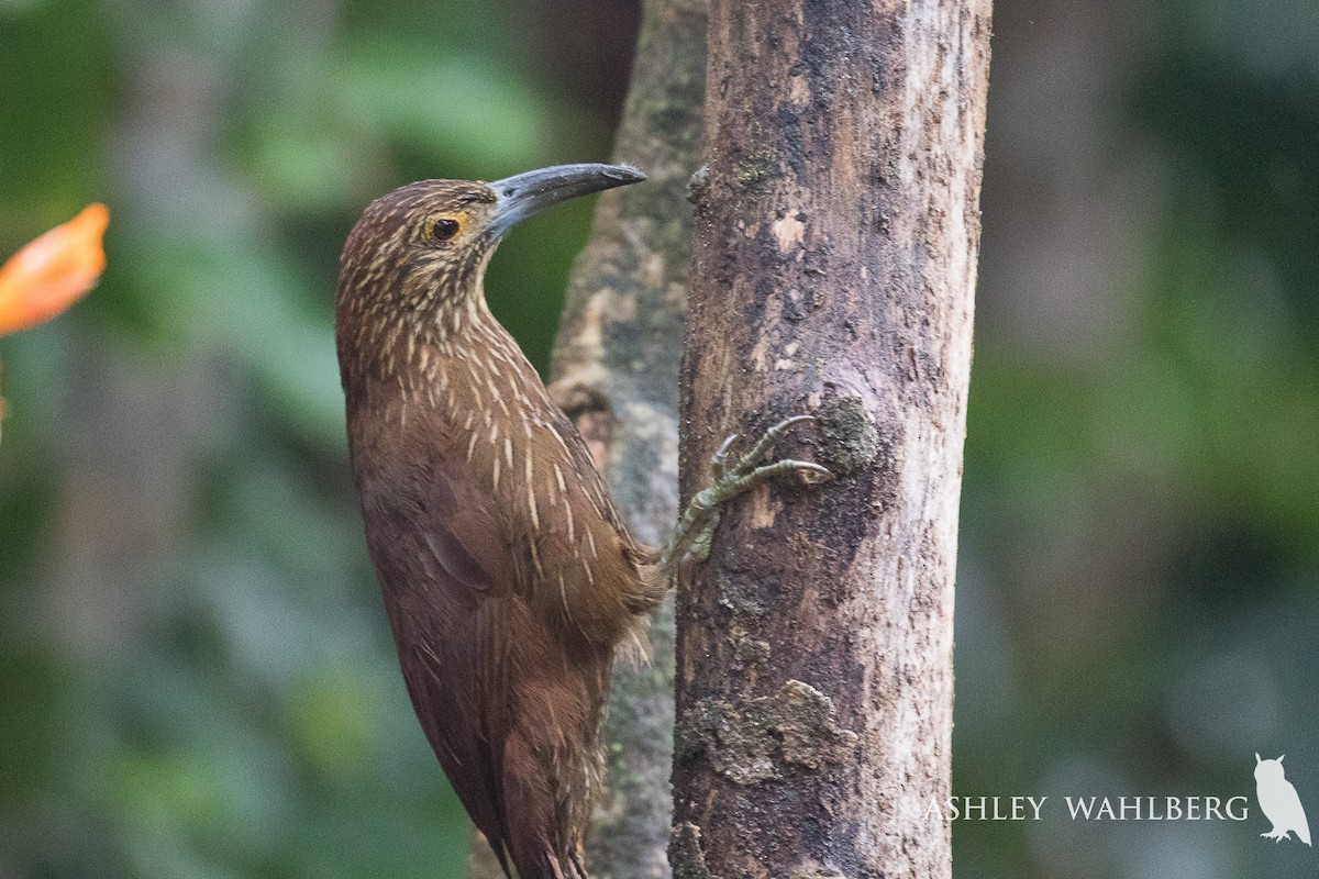 Strong-billed Woodcreeper - Ashley Wahlberg (Tubbs)