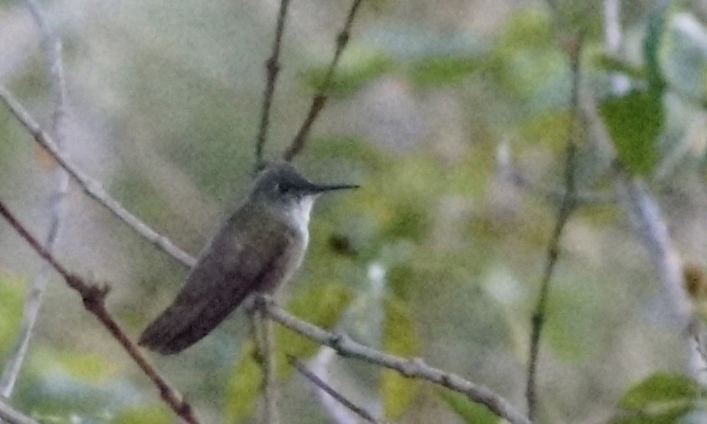 Azure-crowned Hummingbird - ML199961701