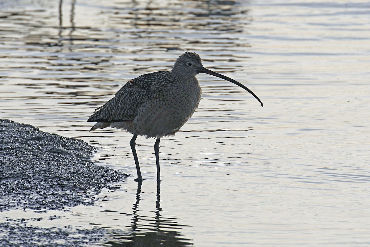 Long-billed Curlew - ML199962121