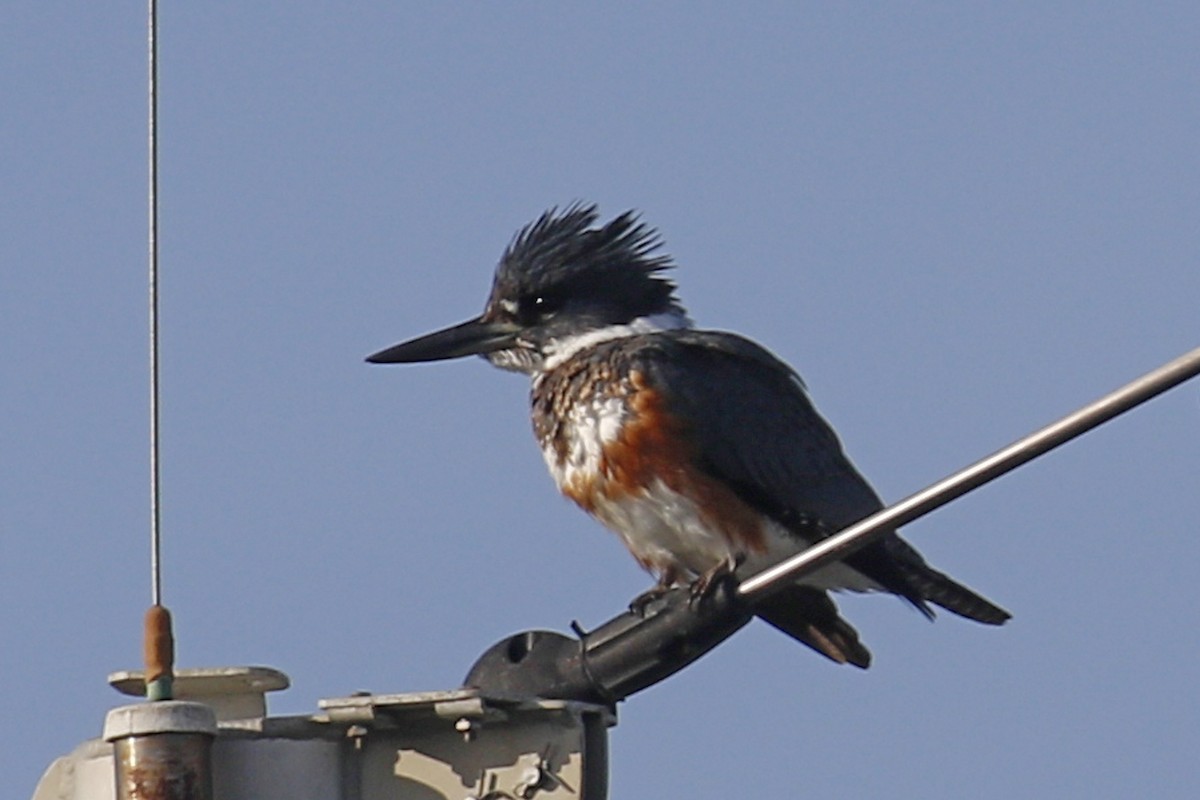Belted Kingfisher - ML199962681